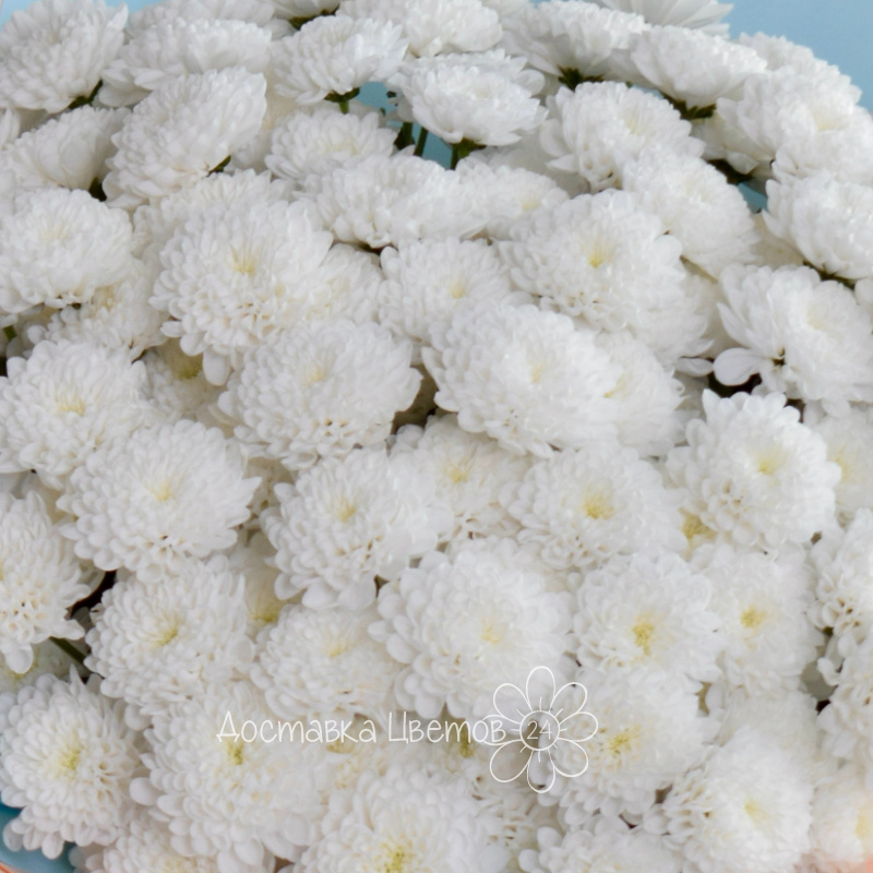 «Пушистое облако» 2