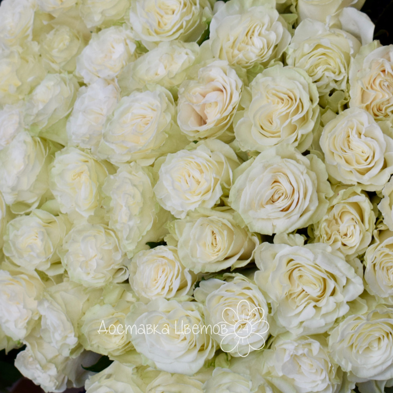 «Лунное сияние» 1