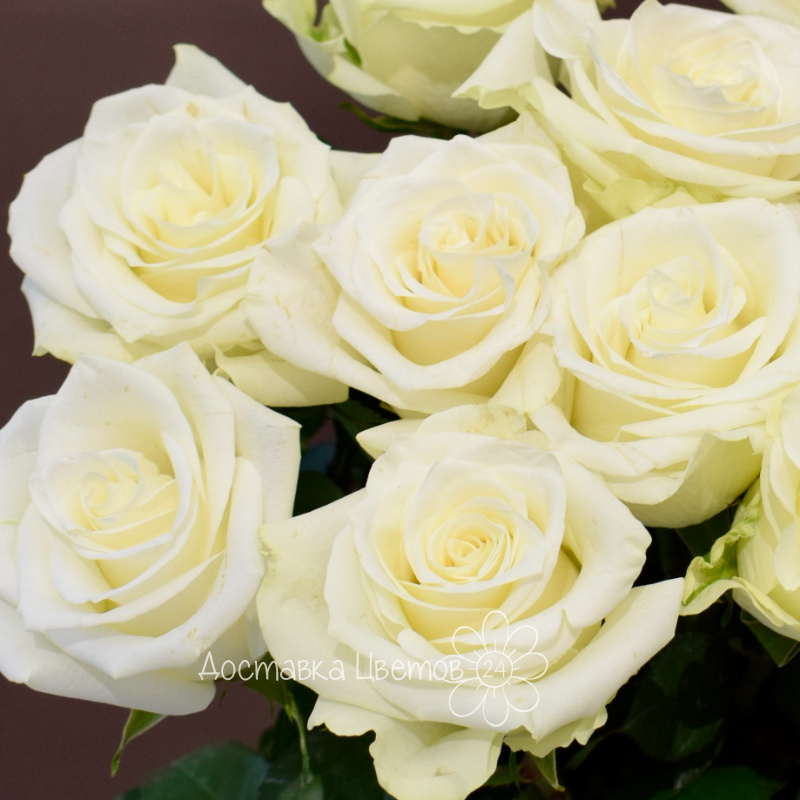 Букет из 11 роз белых 1