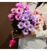 Букет 3  хризантем цветных