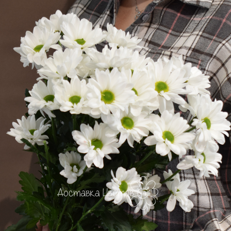 Букет из 3 хризантем белых 1