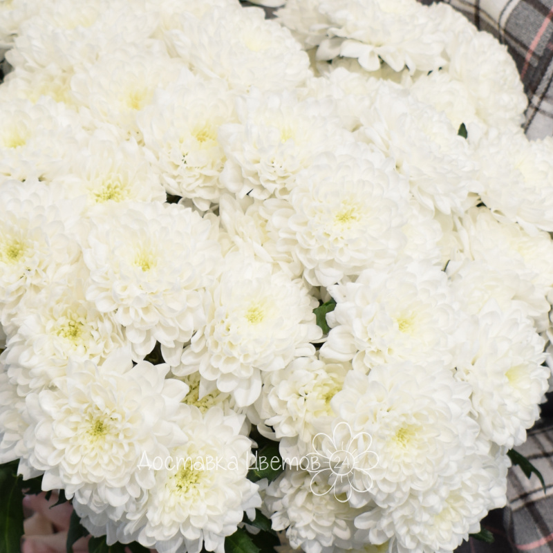 Букет из 9 хризантем белых 1
